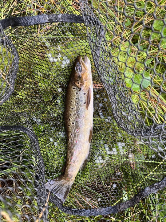 Bugeilyn trout - W from Ludlow